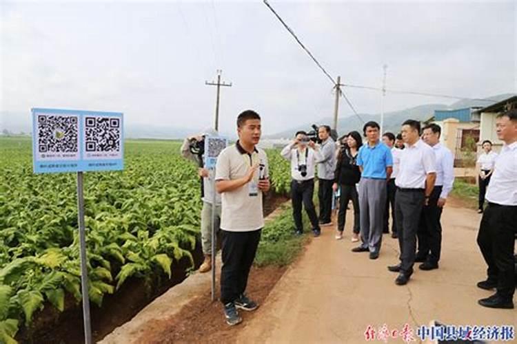 辣椒苗移栽后几天能打药(辣椒打药什么时间最佳)