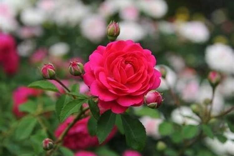 玫瑰花怎么施肥