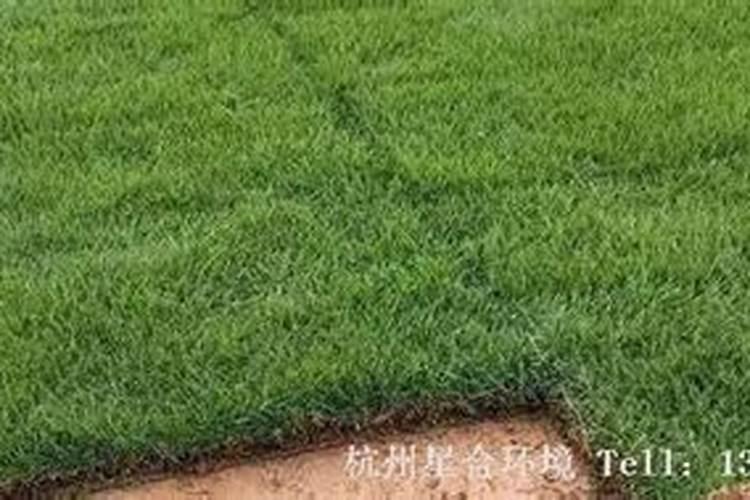 苹果树补钙几月份最好