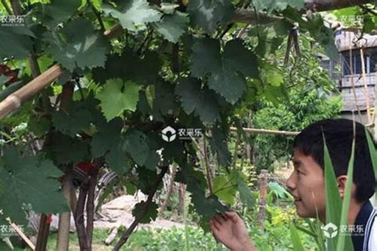 说说葡萄上使用钙和镁的事,如何正确的补充钙镁肥