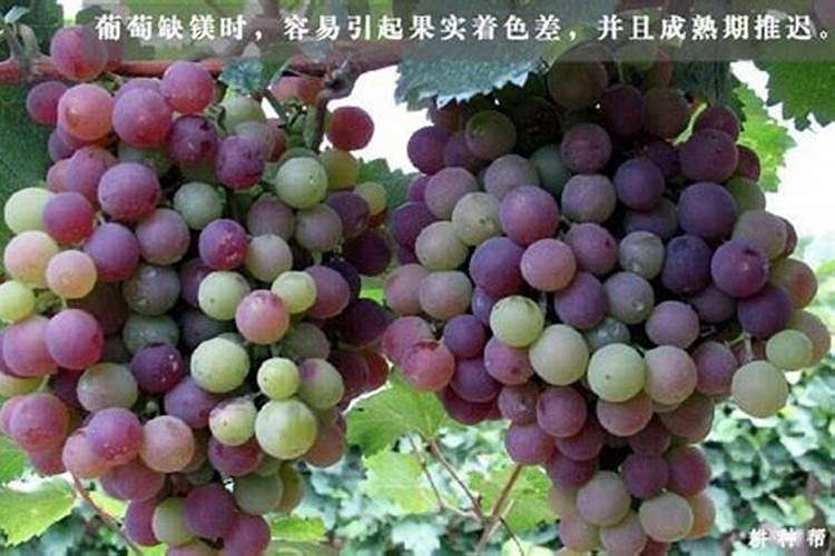 葡萄树每亩地施多少镁肥合适？
