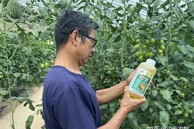 什么叶面肥可以叶片增厚;什么叶面肥可以生根