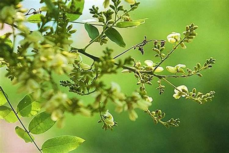 长春花施什么肥最好？长春花怎么施肥能爆盆