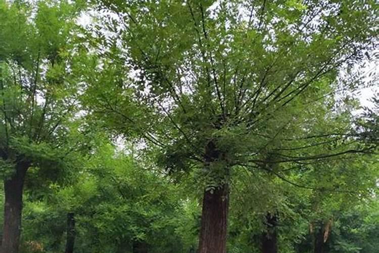 为什么夏天种植辣椒要补硼？硼有什么用？