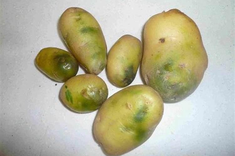 棉花什么时候施用的钾肥最好？
