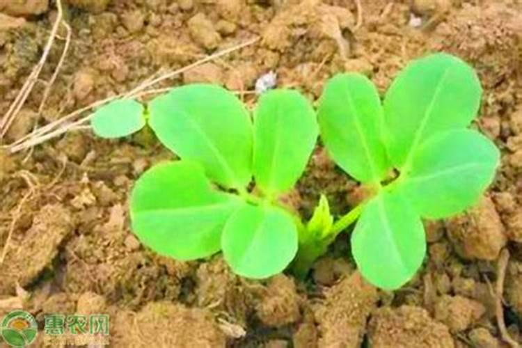 橘子树在开花的时候怎么施肥呀 橘子树在开花的时候如何施肥