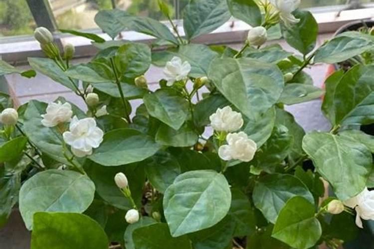 茉莉浇什么肥料合适