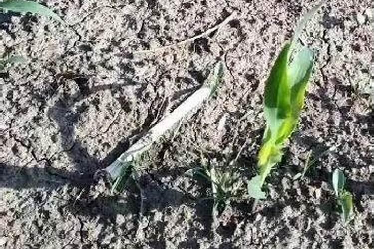 种植高粱怎么施肥
