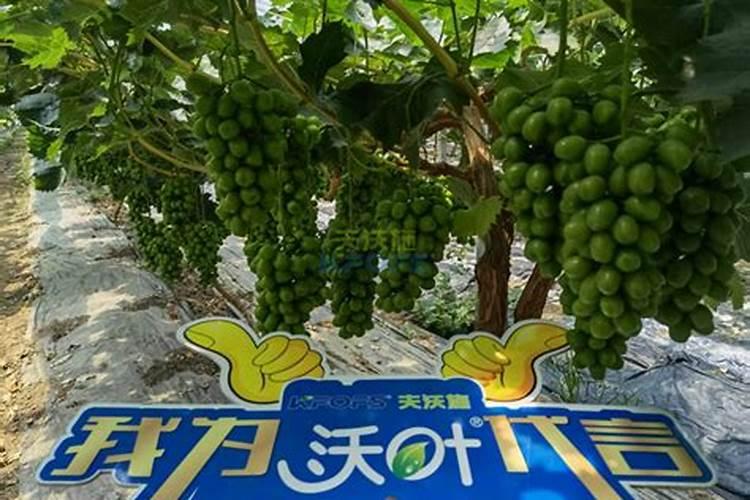 尿素是什么肥料