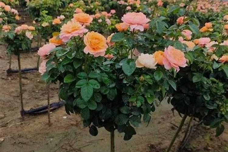月季花多久施肥一次