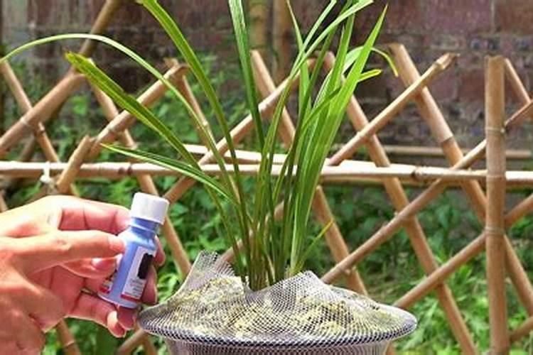 兰花什么时候施肥最好,兰花施肥用什么肥最好(氮磷钾肥)