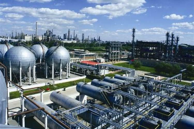 天津青麻叶大白菜能在上海种吗？