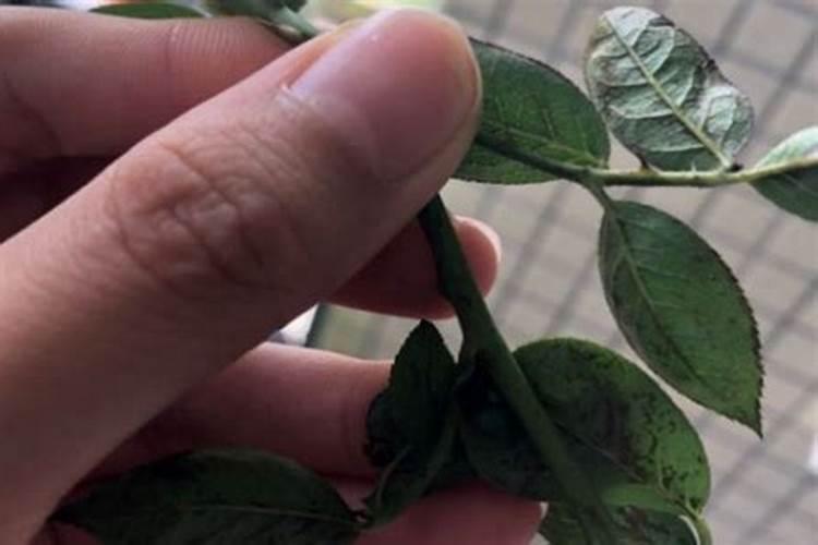热浸锌用的锌是锌锭还是锌粉？