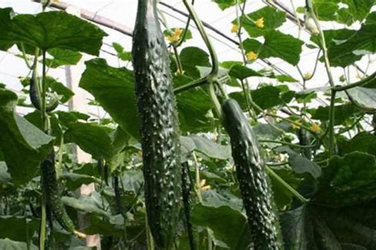 种植草本花每平方米造价