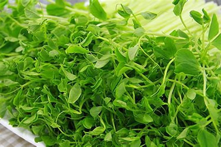 果树能长期用沼液施肥吗