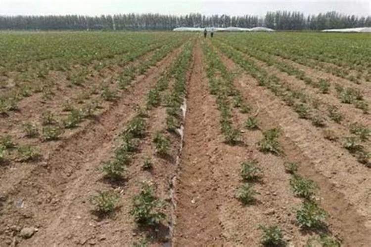 马铃薯肥料用量多少为宜 如何把握马铃薯肥料的用量