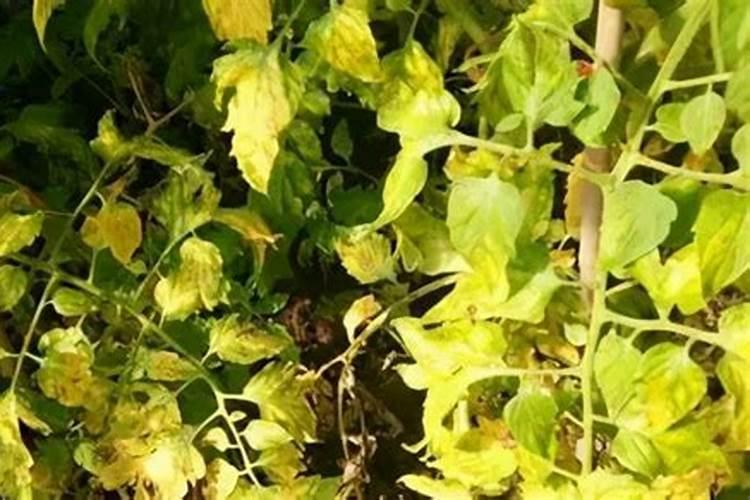 蔬菜叶子发黄,有卷叶现象用什么肥料？
