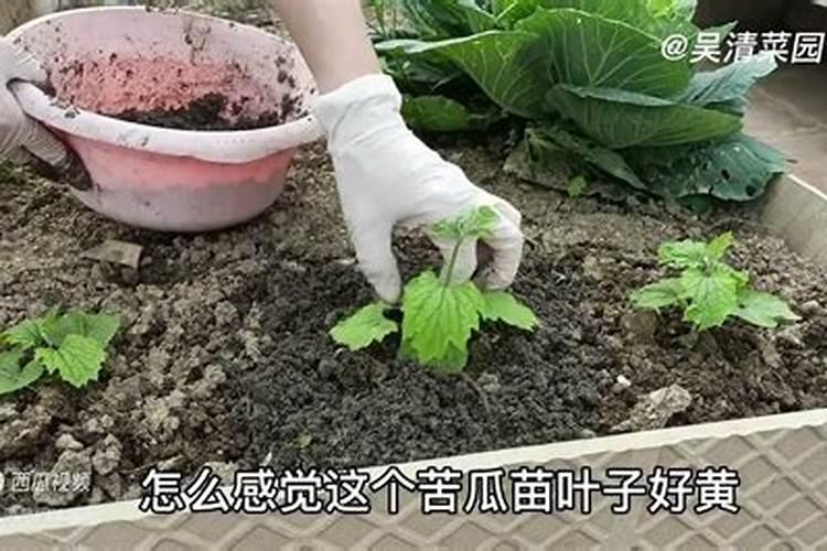 花生黄叶病的防治方法
