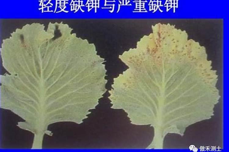 槟榔施什么肥保果