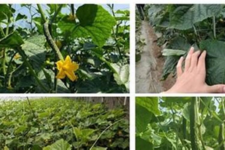 种植黄瓜如何使用磷酸二氢钾？