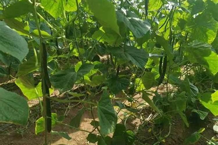 黄瓜施肥过多快死了如何救治