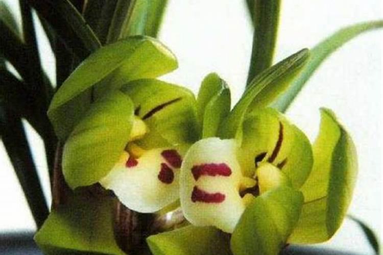 井冈蜡芽菌可和水溶肥混合吗？