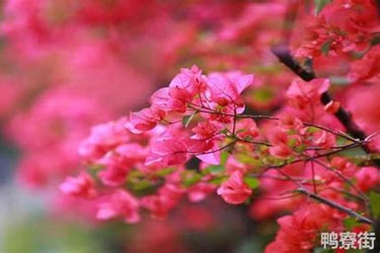 葡萄萌芽期怎么施肥