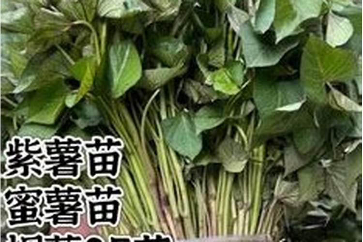 高磷肥料有哪些 什么是高磷肥
