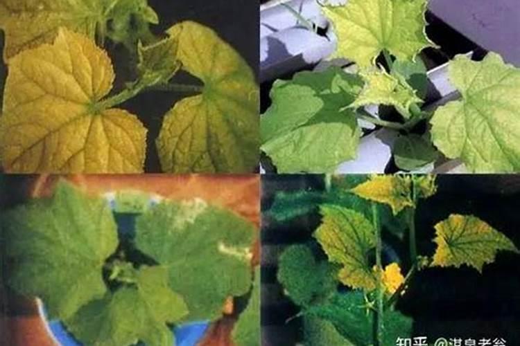 磷肥缺磷症状