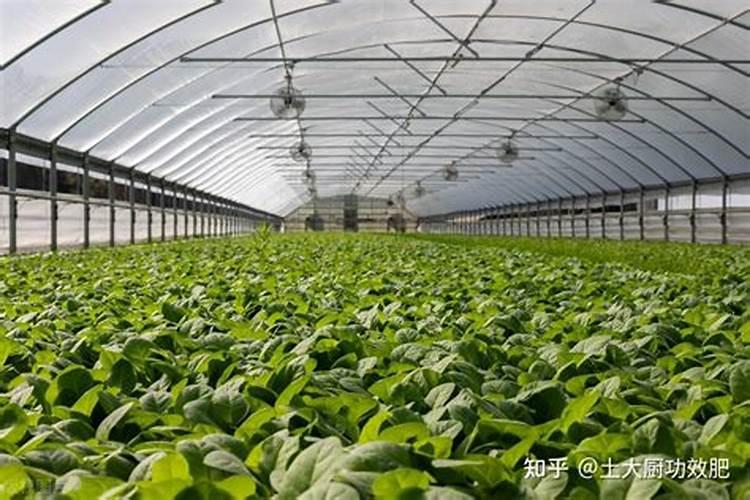 水溶肥怎么用效果更好？