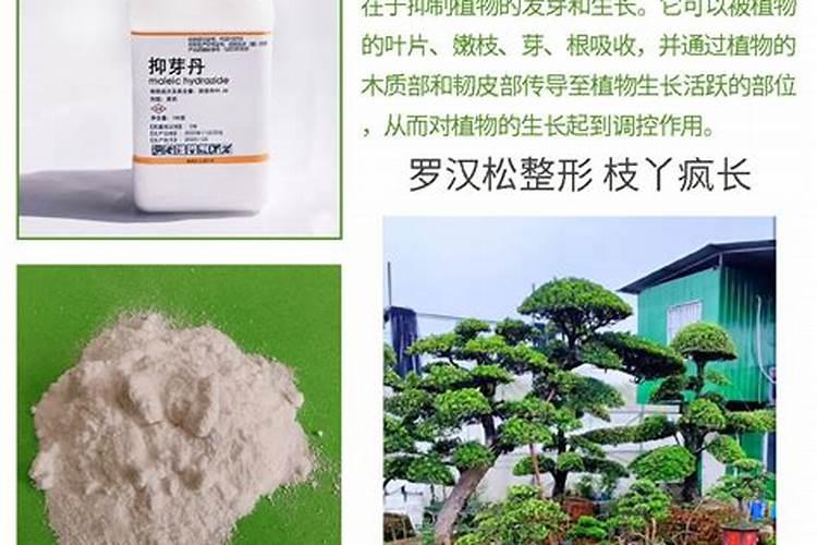 小麦后期喷什么微肥增产增重 死穗怎么防治