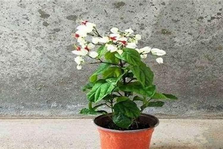 龙吐珠花谢后施什么肥 施肥的正确方法