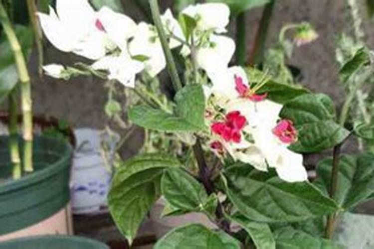 龙吐珠花谢后施什么肥 施肥的正确方法