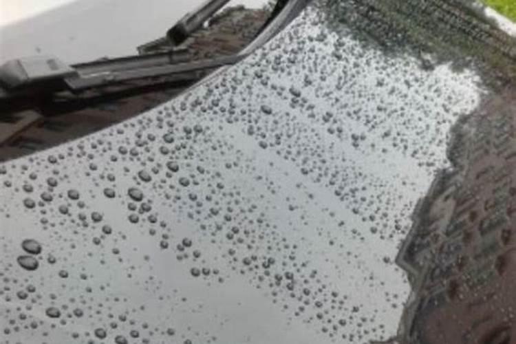 霸王芋夏天怎么浇水 霸王芋夏天如何浇水