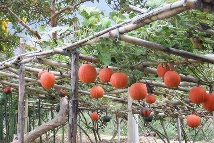 水田淹水期不宜施用哪种氮肥