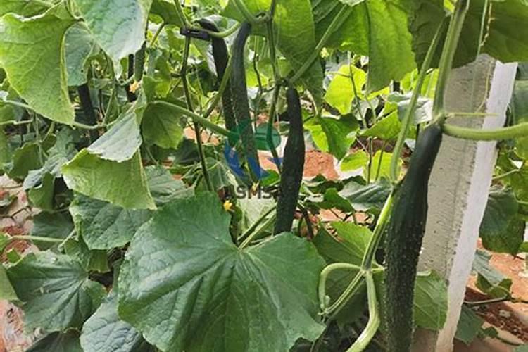 韭菜上啥肥料长得好