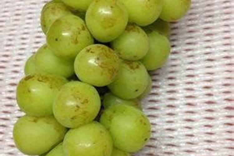 牡丹1月发芽正常吗