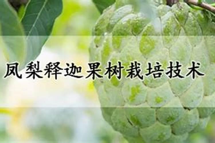 释迦果树苗怎么种植