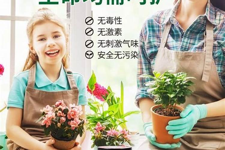 玫瑰花怎么施肥,玫瑰花施氮磷钾肥最为合适