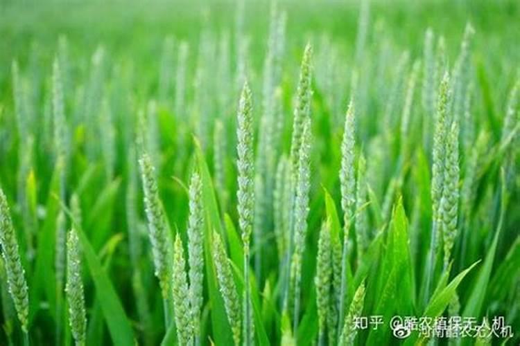 盆栽百合花施什么肥好,百合花怎么施肥/施用氮肥