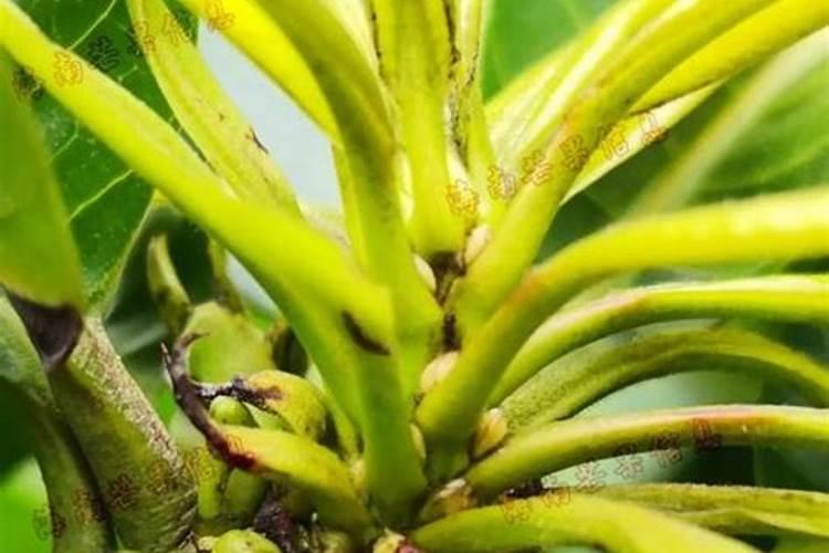 芒果膨大的方法是什么？需要给芒果打叶面肥吗？