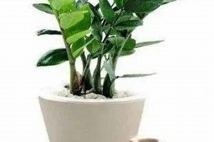 花肥哪些含钾肥