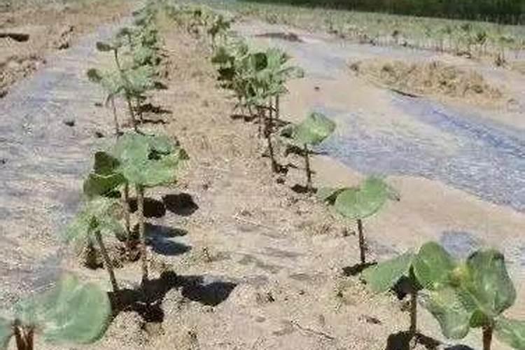 棉花后期喷什么叶面肥,棉花后期发黄怎么办