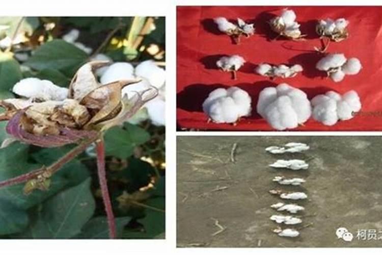 棉花怎么使用叶面肥 棉花施肥方法介绍