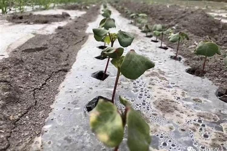 棉花打什么叶面肥好