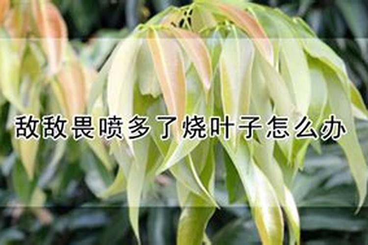 茉莉花有花苞的时候可以施肥吗