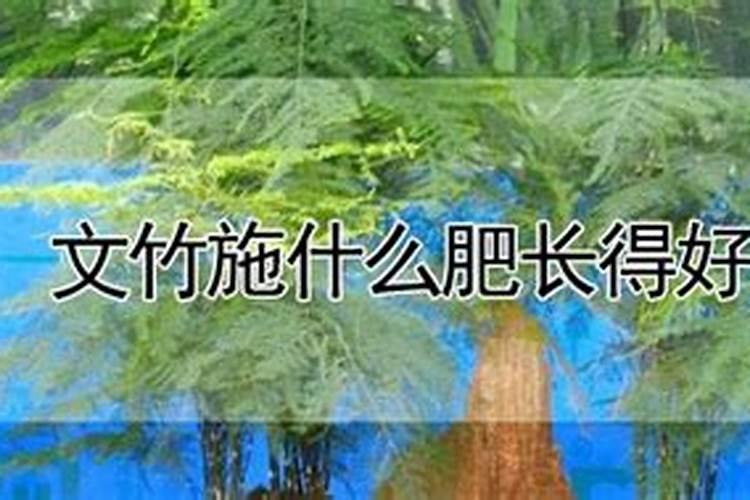 龙血树多久浇一次水？龙血树浇水要做好这几点!
