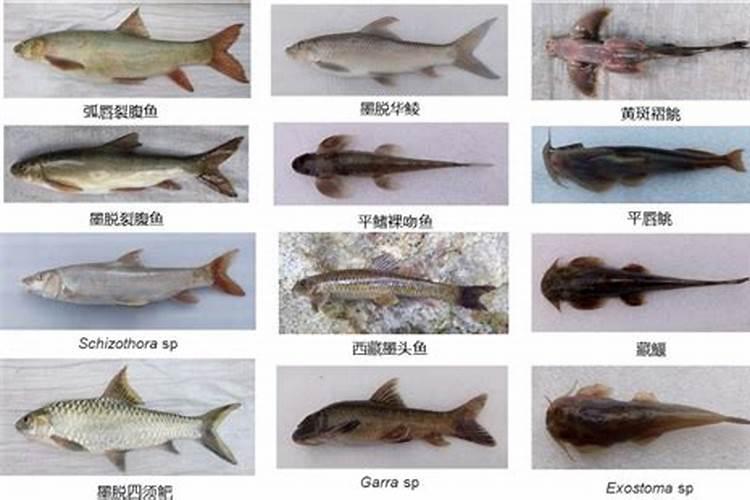 拉萨鱼好吃吗