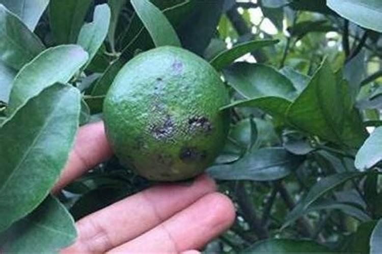 空心菜如何施肥