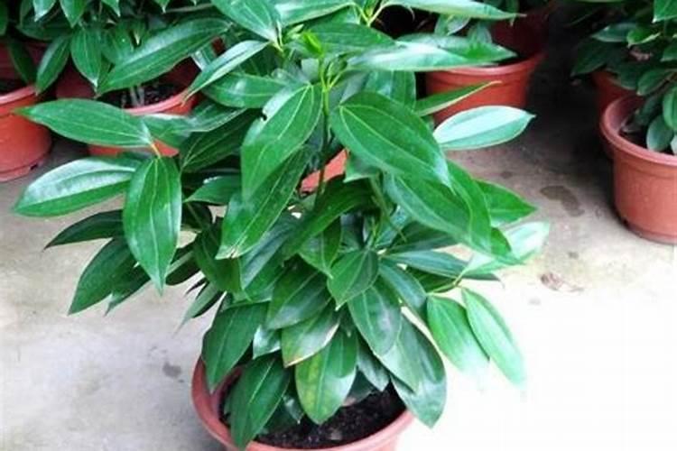 月季花冬季如何施肥效果最好,可以用水溶肥吗？